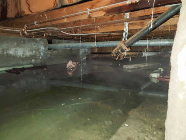 Best Commercial water damage restoration  in Bellemont, AZ