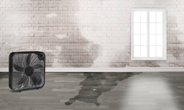  Bellemont, AZ Water damage restoration Pros